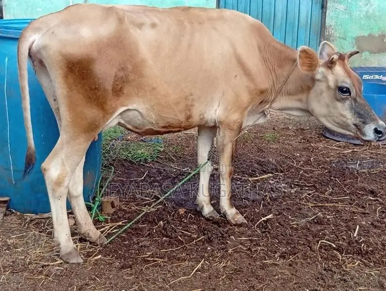 Milk Cow
