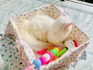 Persian cat