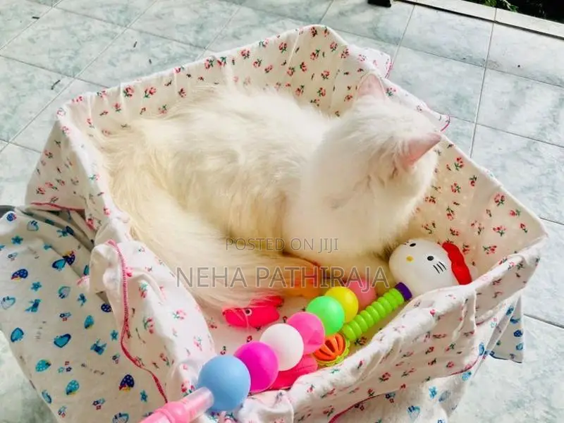 Persian cat