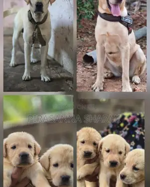 Labrador puppies
