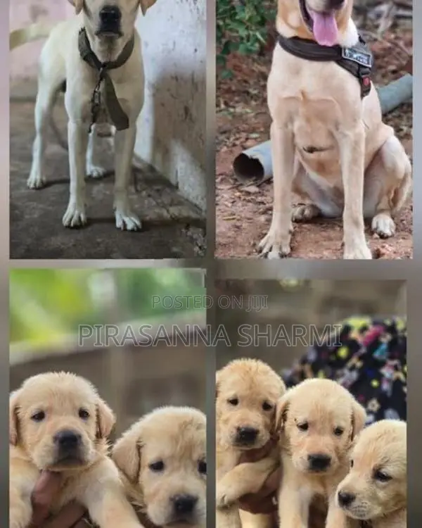Labrador puppies