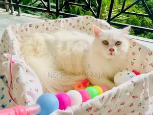 Persian cat