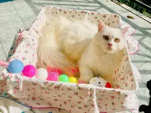 Persian cat