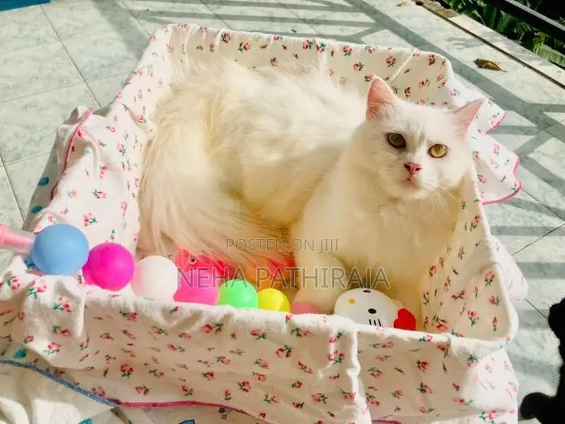 Persian cat