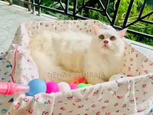 Persian cat