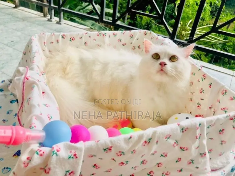 Persian cat
