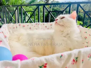 Persian cat