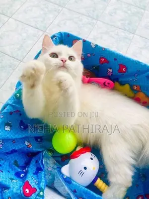 Persian