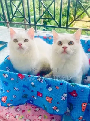 Persian