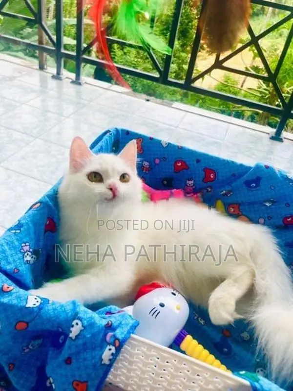 Persian
