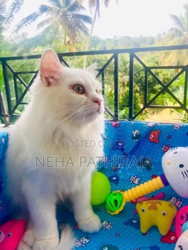 Persian