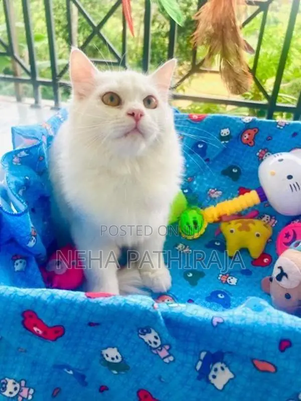 Persian
