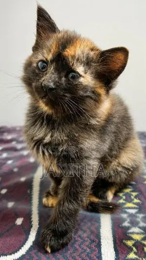 Persian Cat Kitten
