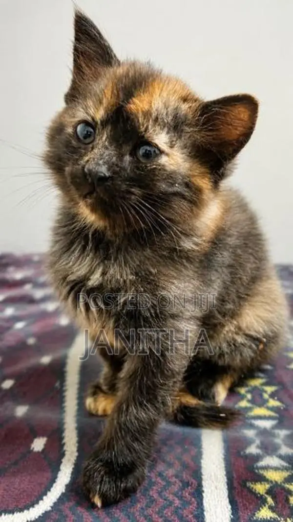 Persian Cat Kitten