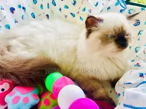 Himalayan
