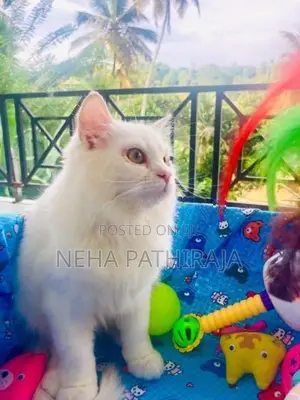 Persian