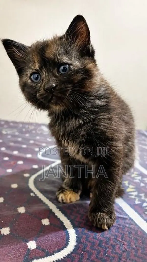 Persian Cat Kitten