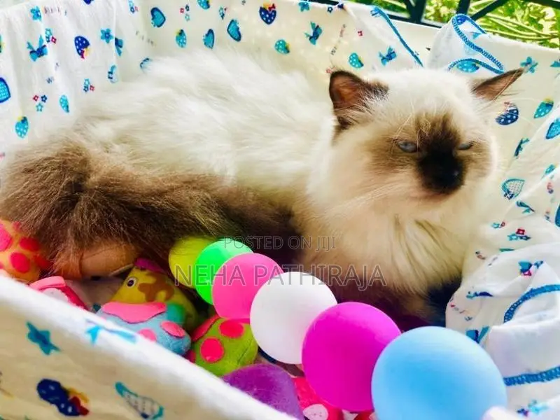 Himalayan