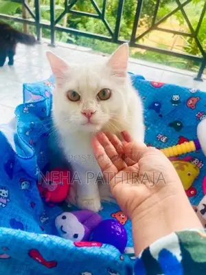 Persian