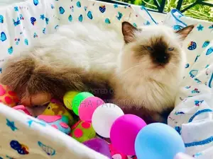 Himalayan
