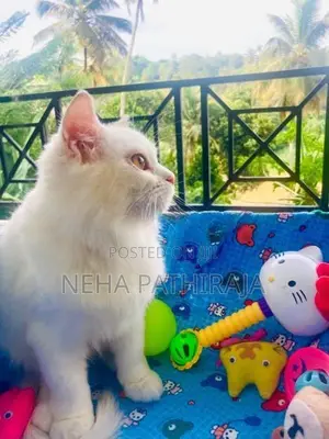Persian