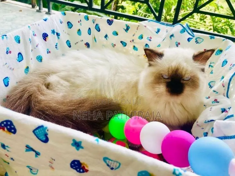 Himalayan