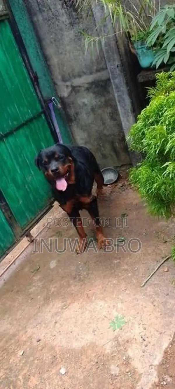 Rottweiler dog