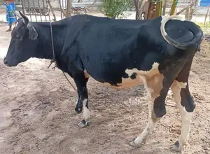 Milk Cow