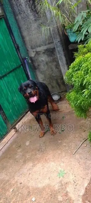 Rottweiler dog