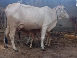 Milk Cow