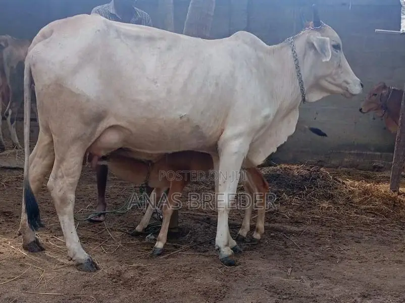 Milk Cow