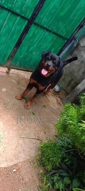 Rottweiler dog