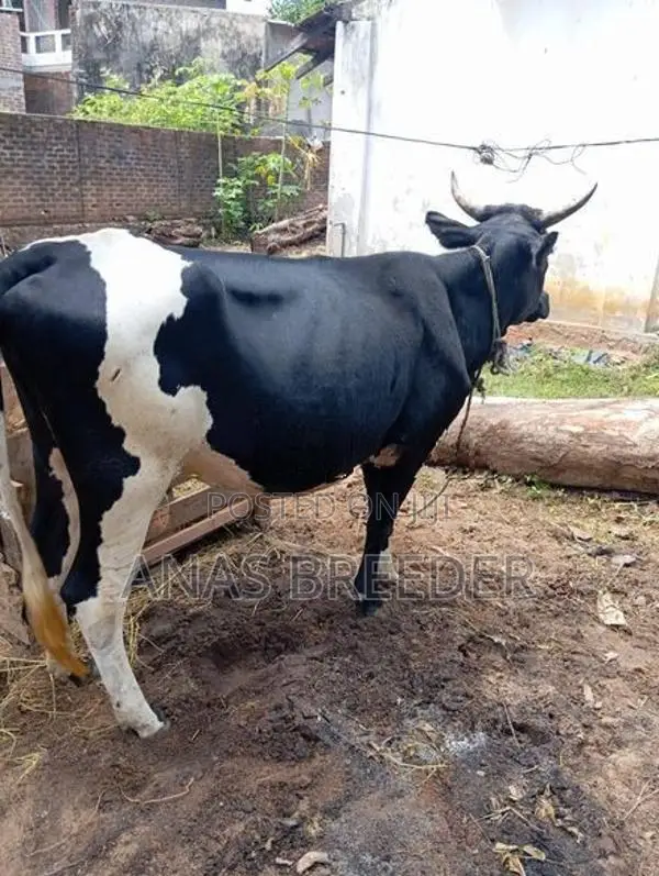 Milk Cow