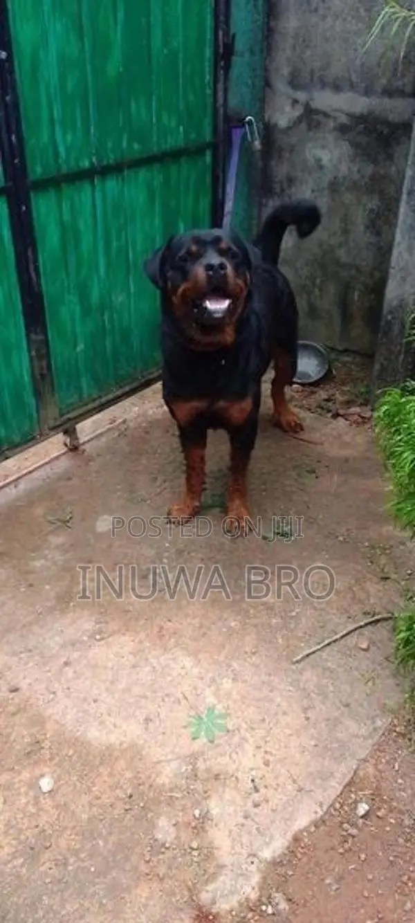 Rottweiler dog