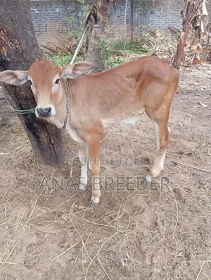 Milk Cow