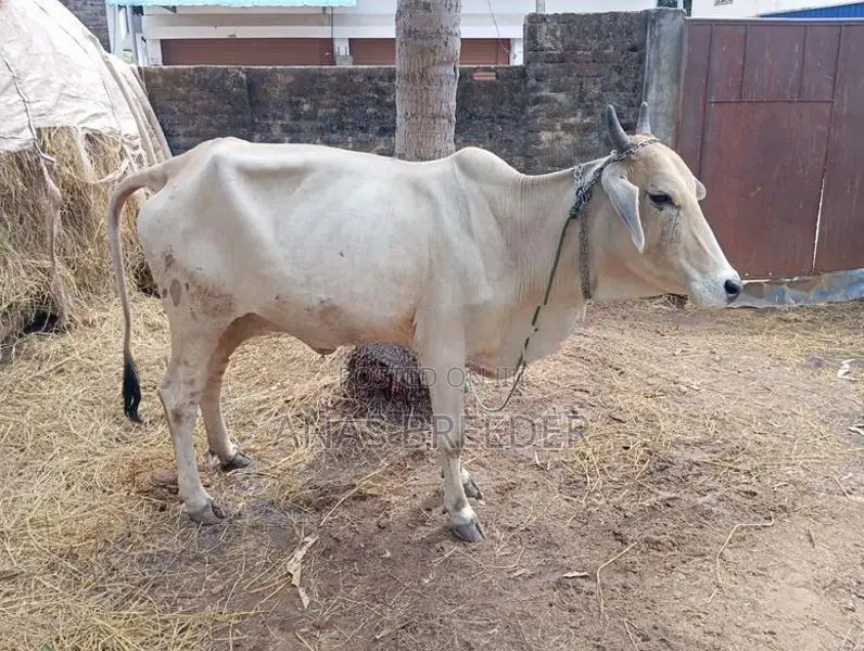 Milk Cow