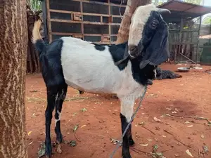 kedaai