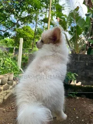 pomeranian