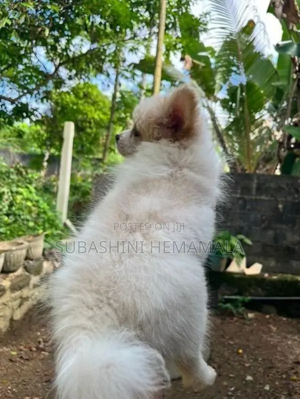 pomeranian