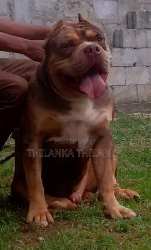 amarican bully xl Dog for crossing