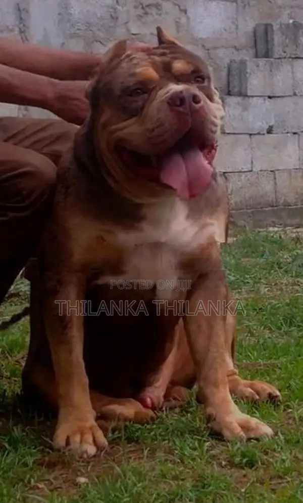 amarican bully xl Dog for crossing