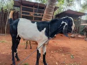 kedaai