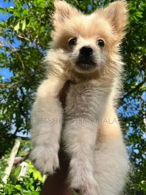 pomeranian