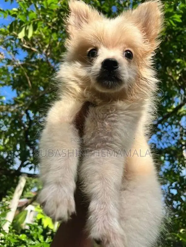 pomeranian