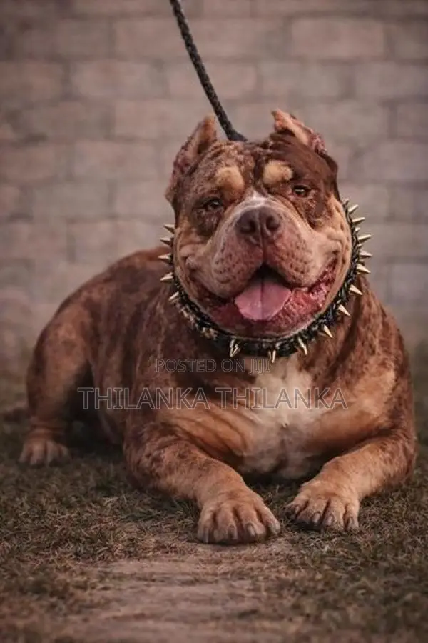 amarican bully xl Dog for crossing