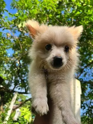 pomeranian