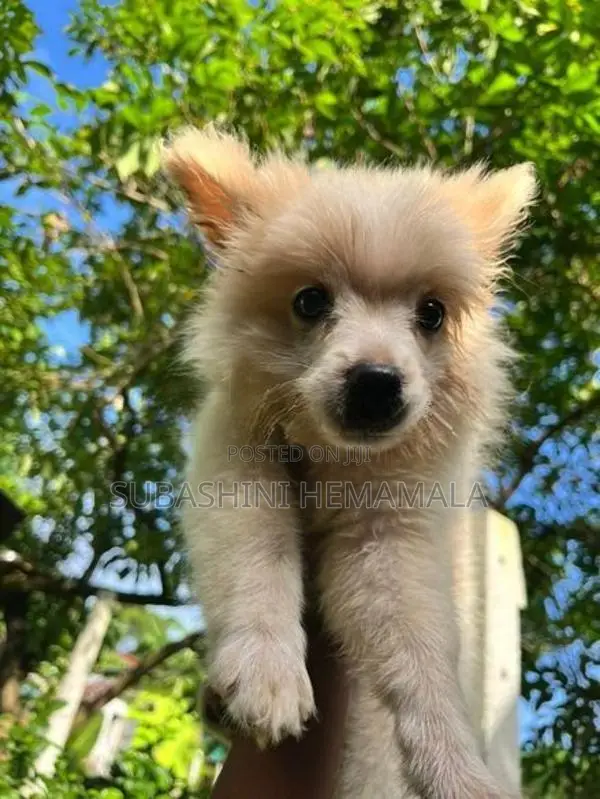 pomeranian