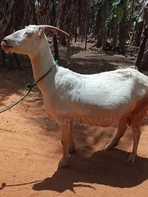 Sanel Goat