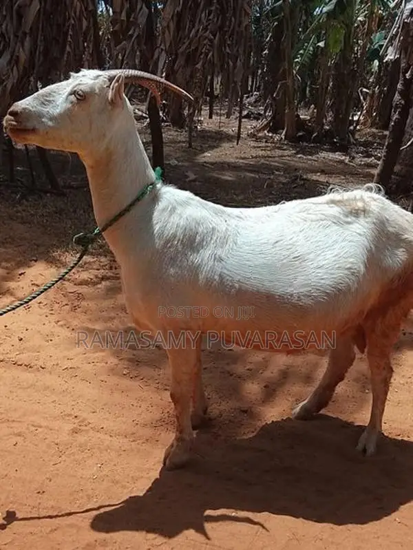 Sanel Goat