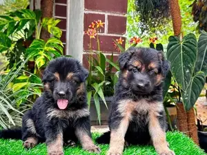 German Shepherd Puppy For sale